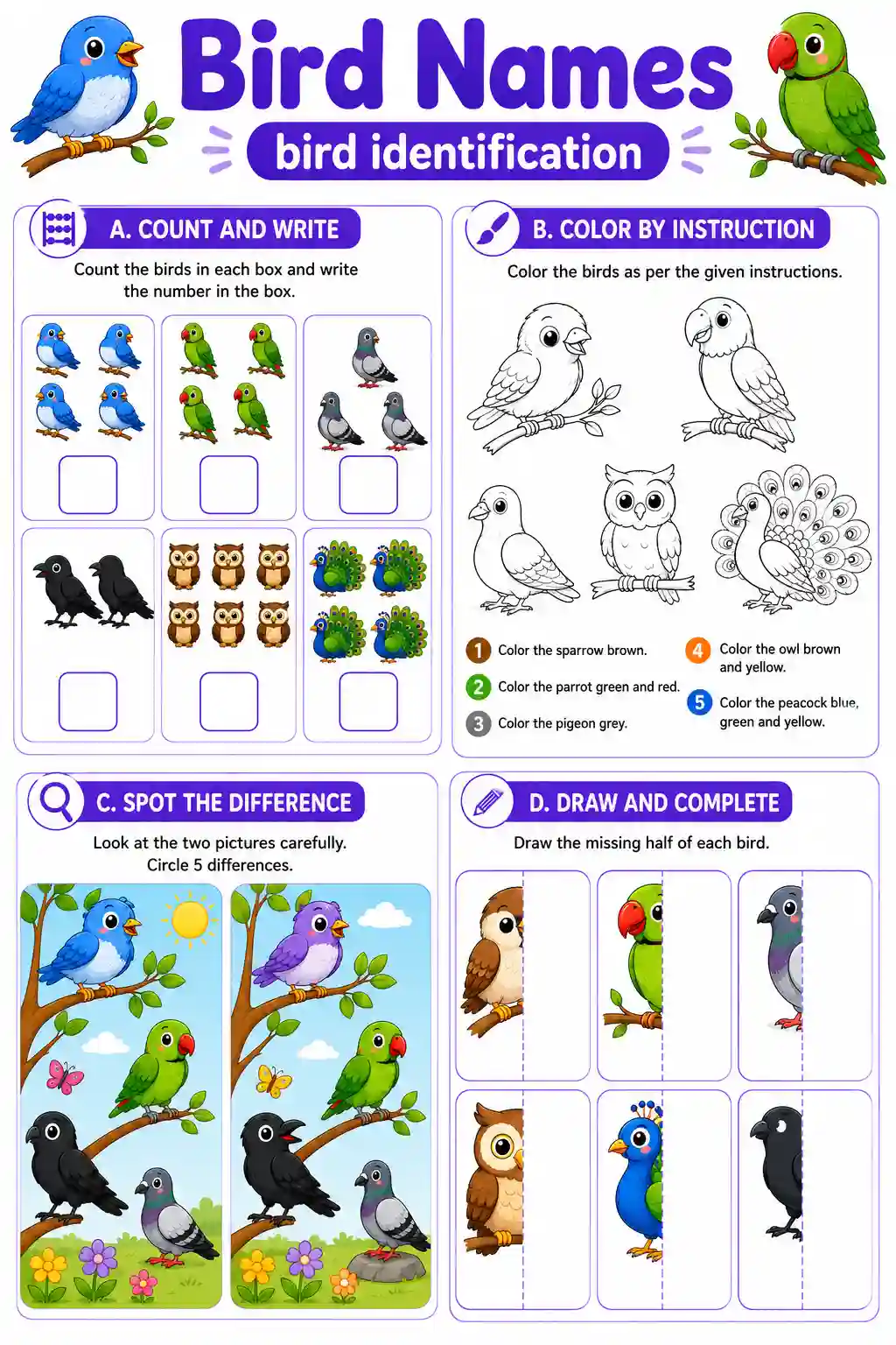 Bird Identification Worksheet