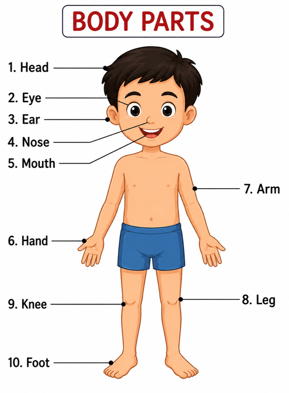 Human Body Parts Educational Wall Chart