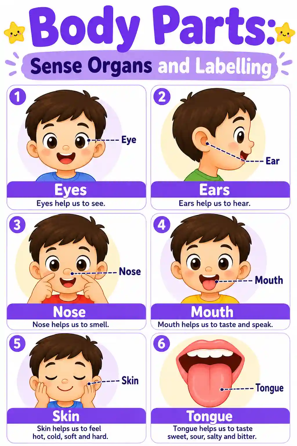 Sense Organs and Labelling Chart